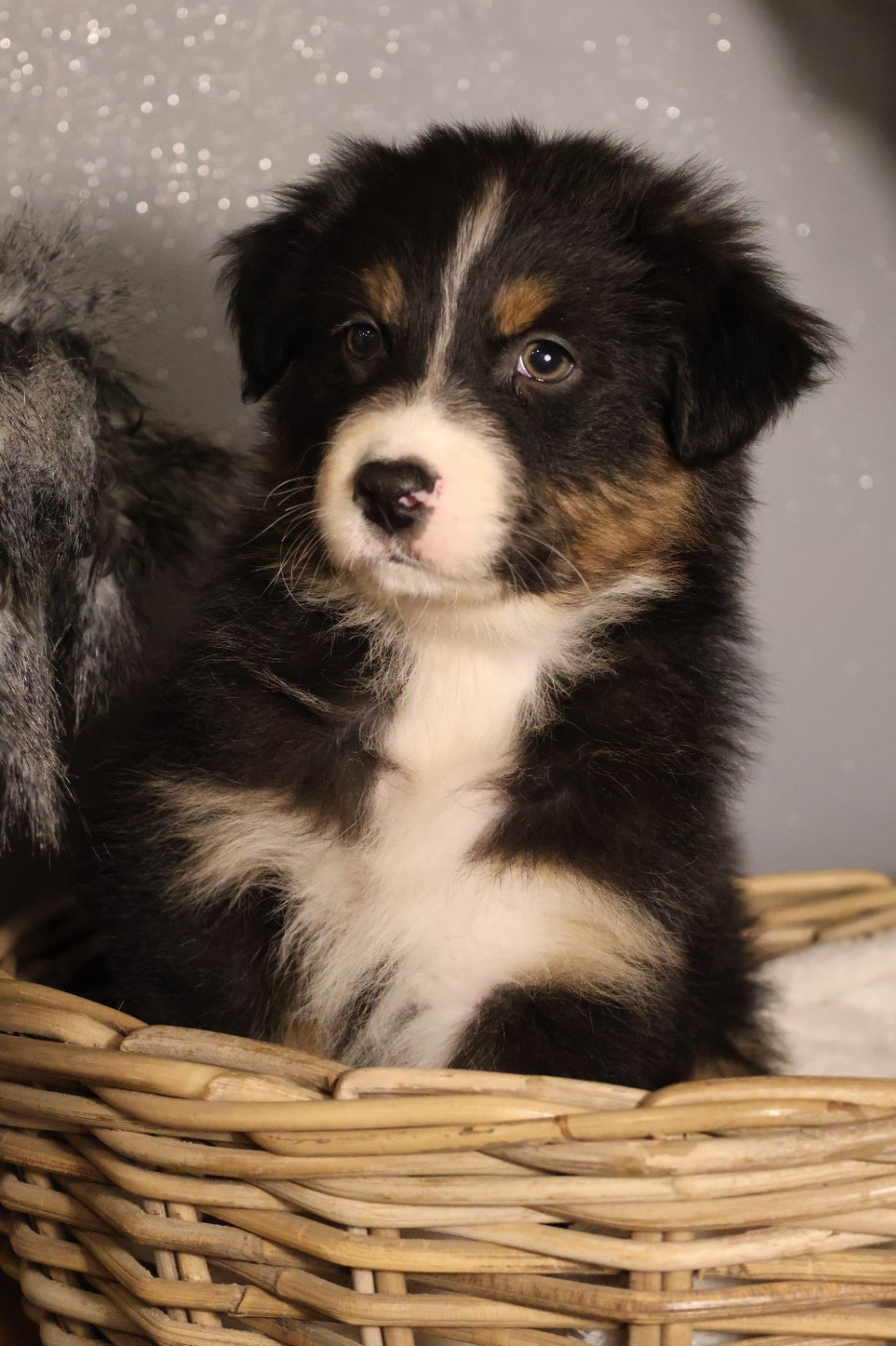 des Glaciers de Cristal - Chiots disponibles - Berger Australien