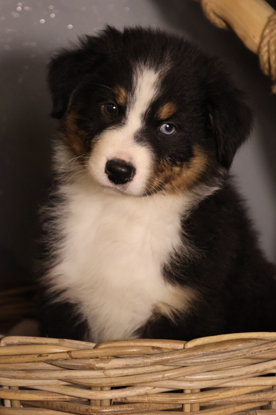 des Glaciers de Cristal - Chiots disponibles - Berger Australien