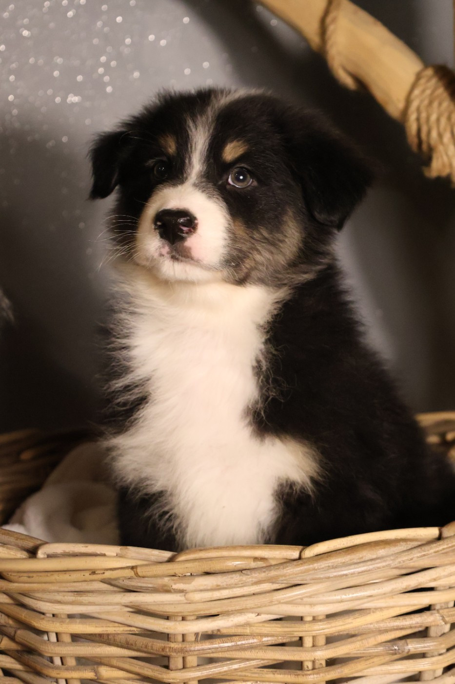 des Glaciers de Cristal - Chiots disponibles - Berger Australien