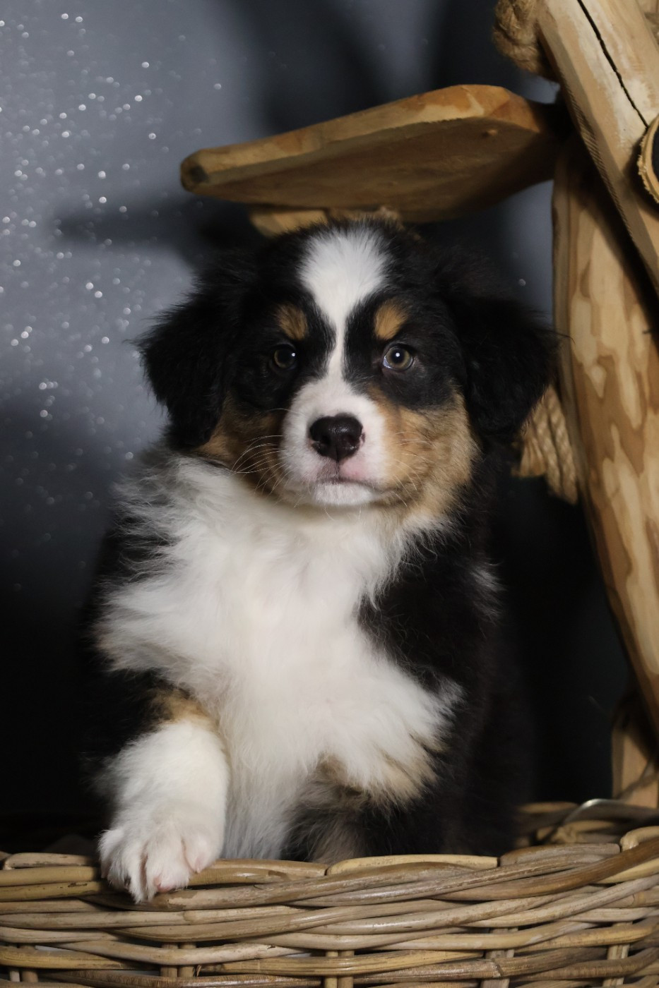 des Glaciers de Cristal - Chiots disponibles - Berger Australien