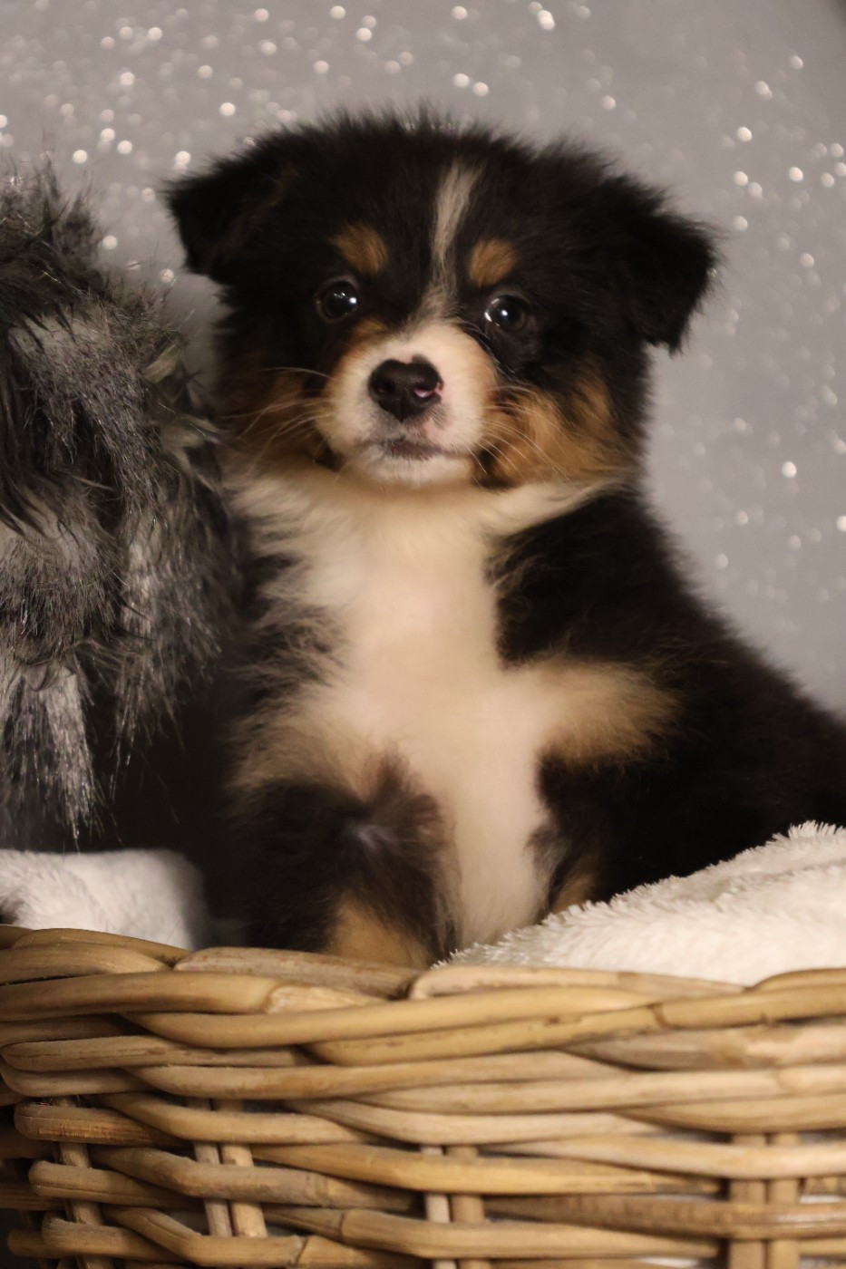 des Glaciers de Cristal - Chiots disponibles - Berger Australien