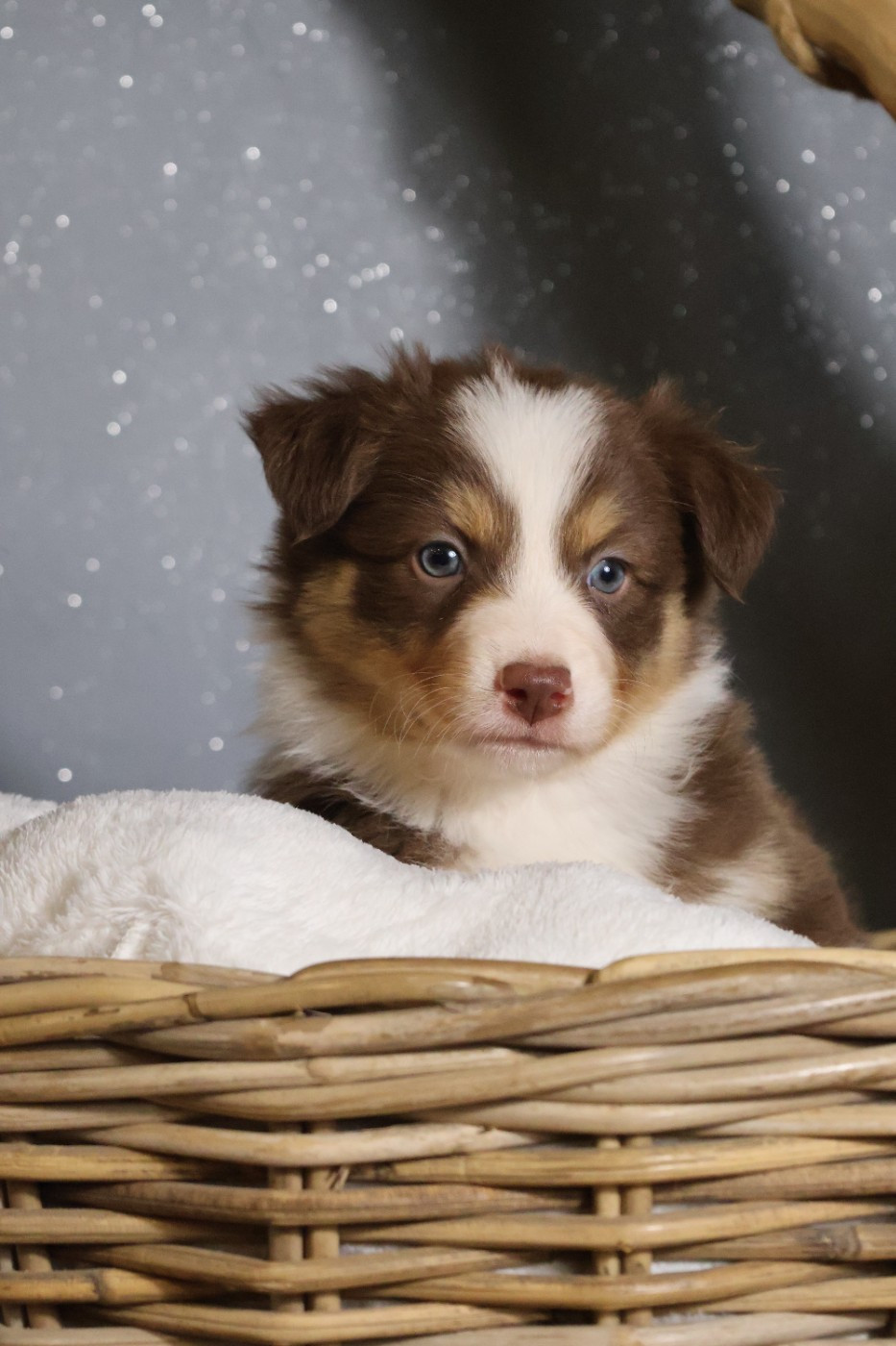 des Glaciers de Cristal - Chiots disponibles - Berger Australien