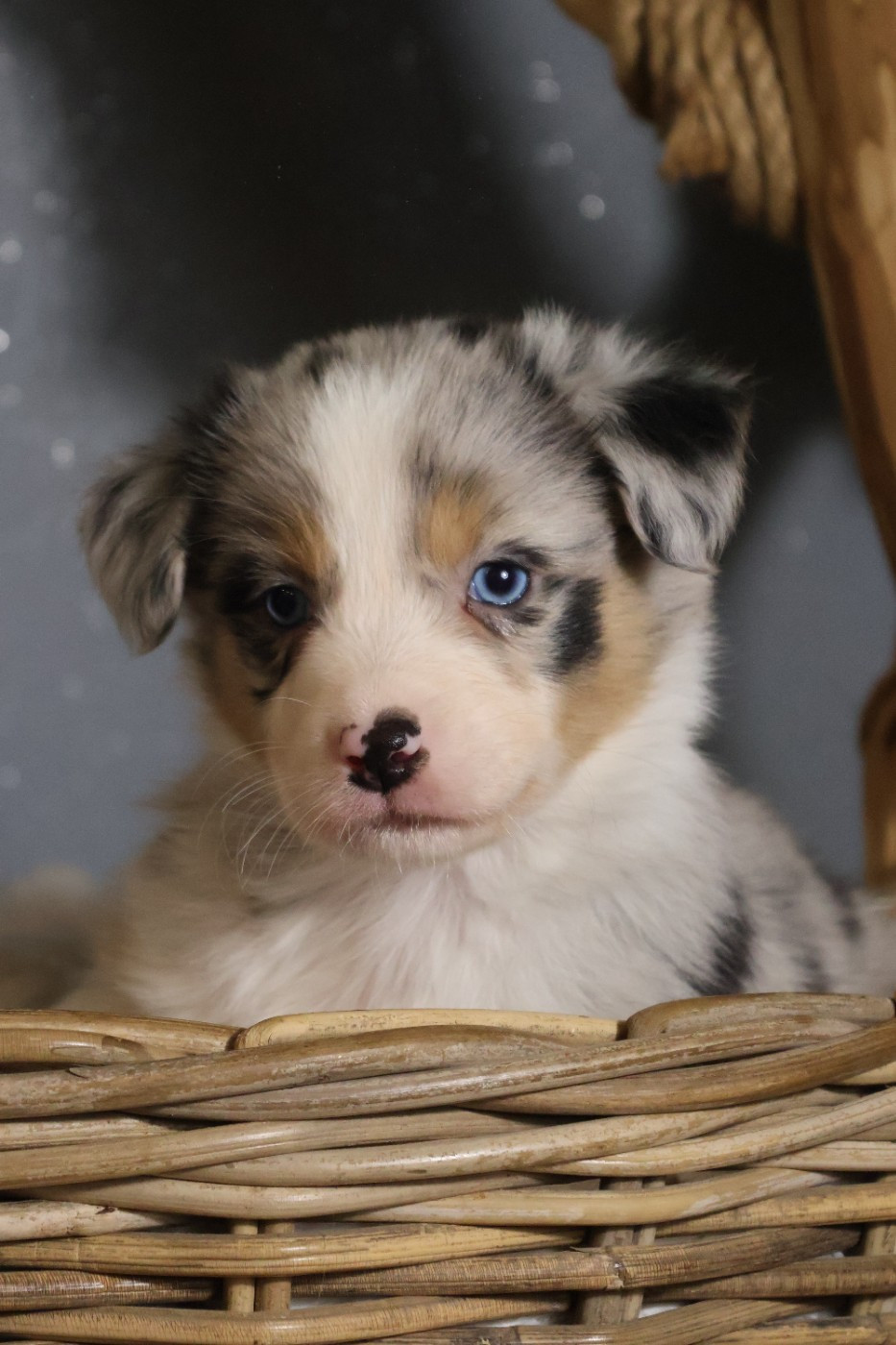 des Glaciers de Cristal - Chiots disponibles - Berger Australien