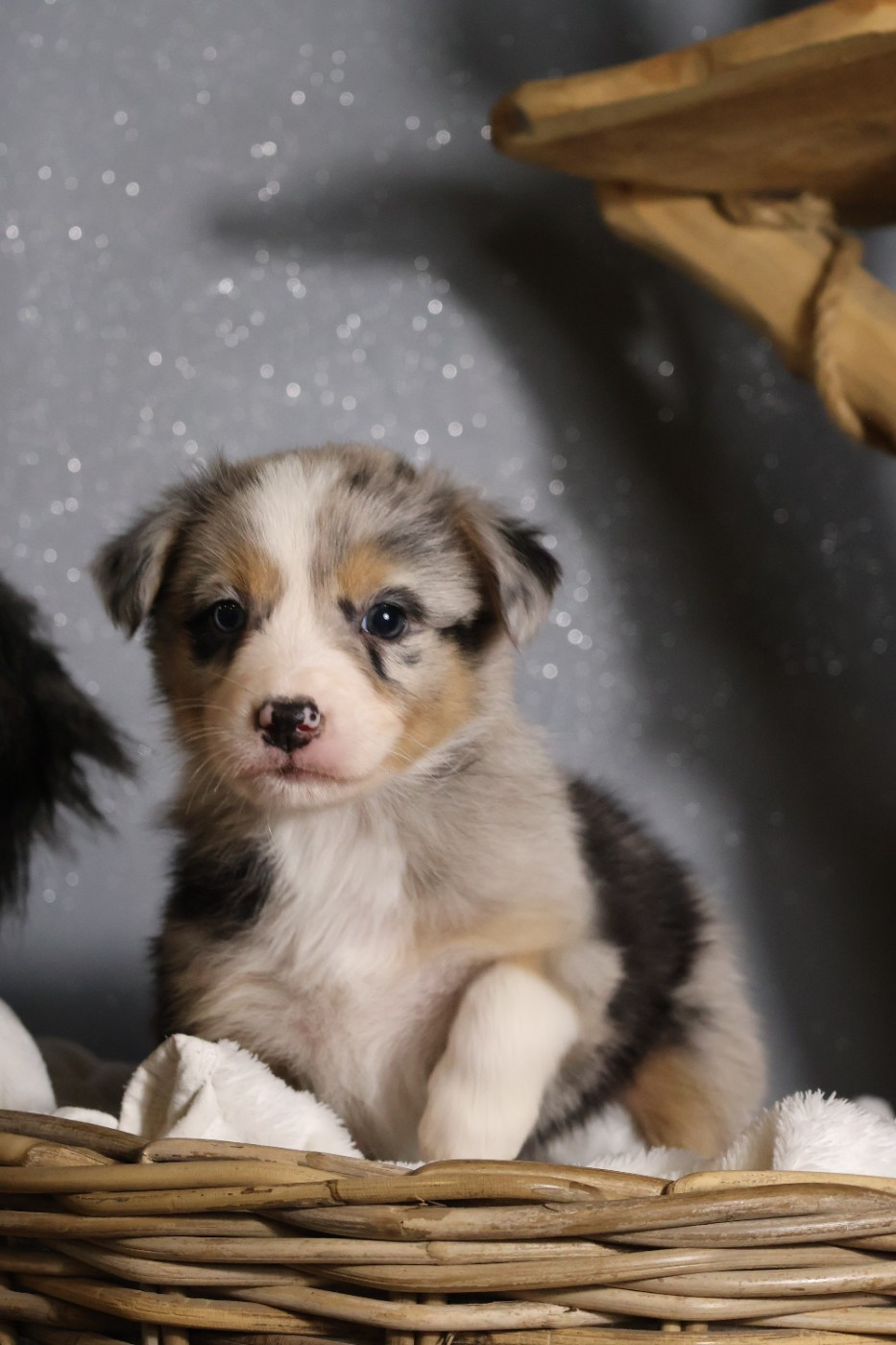 des Glaciers de Cristal - Chiots disponibles - Berger Australien