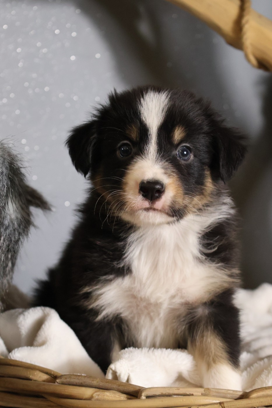 des Glaciers de Cristal - Chiots disponibles - Berger Australien