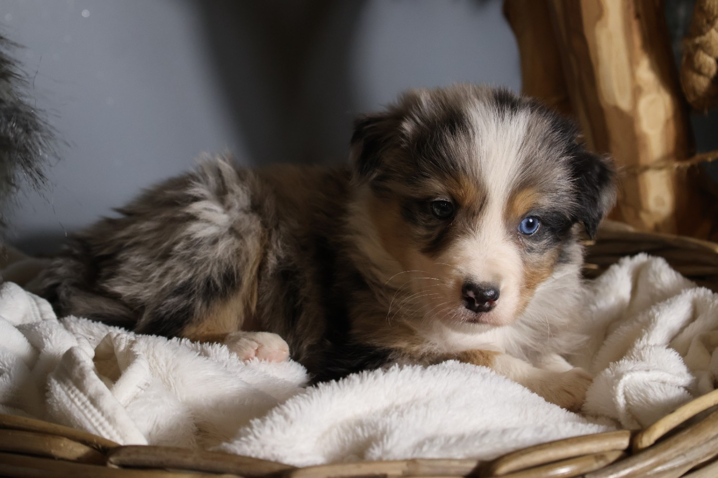 des Glaciers de Cristal - Chiots disponibles - Berger Australien