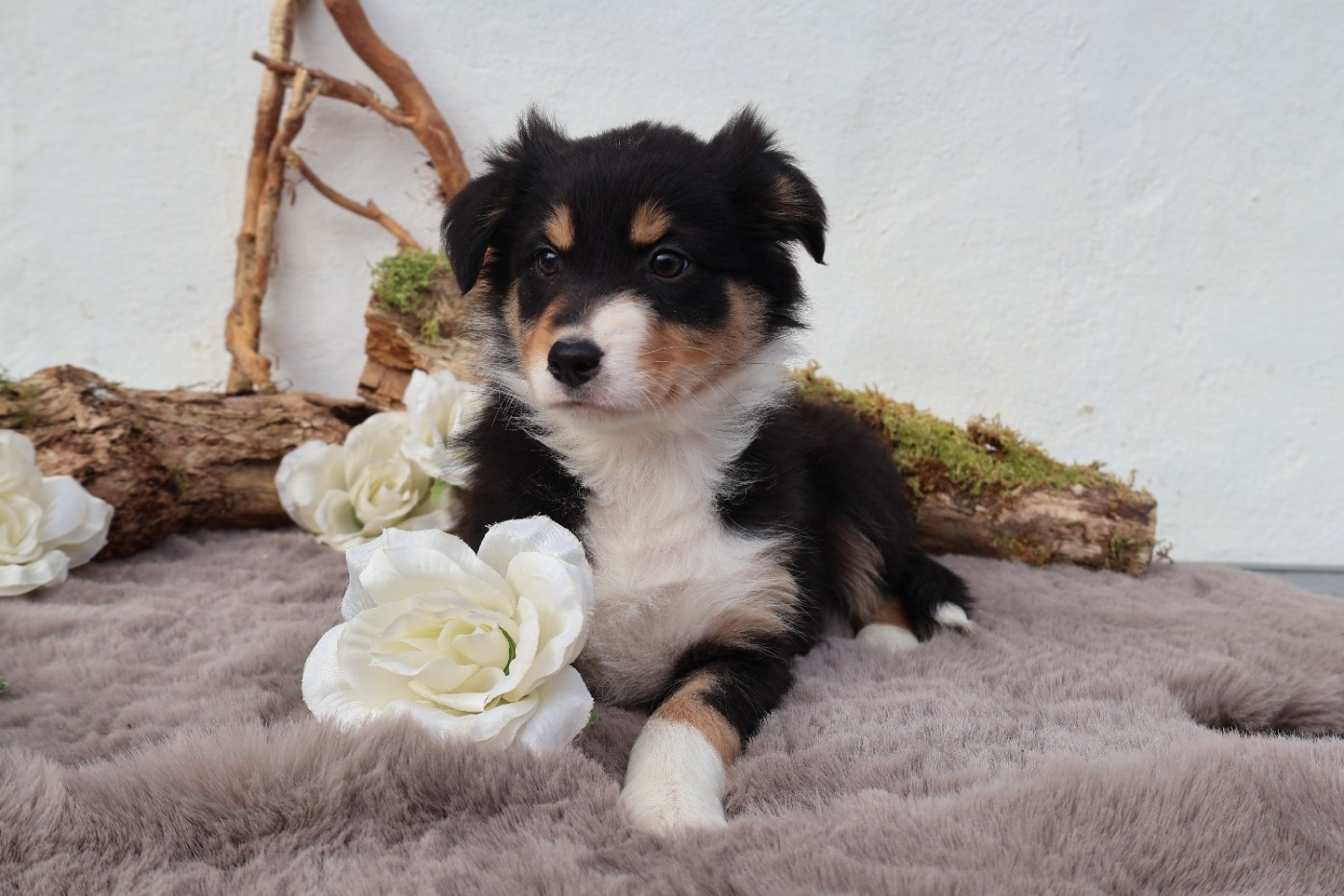 des Glaciers de Cristal - Chiots disponibles - Berger Australien