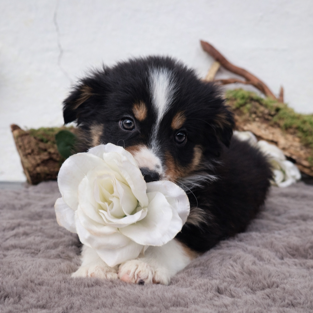 des Glaciers de Cristal - Chiots disponibles - Berger Australien