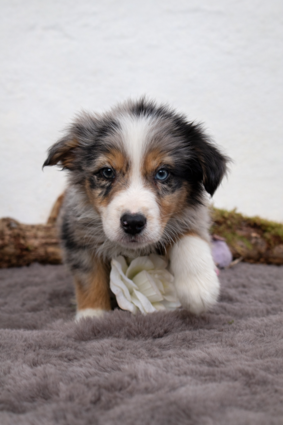 des Glaciers de Cristal - Chiots disponibles - Berger Australien