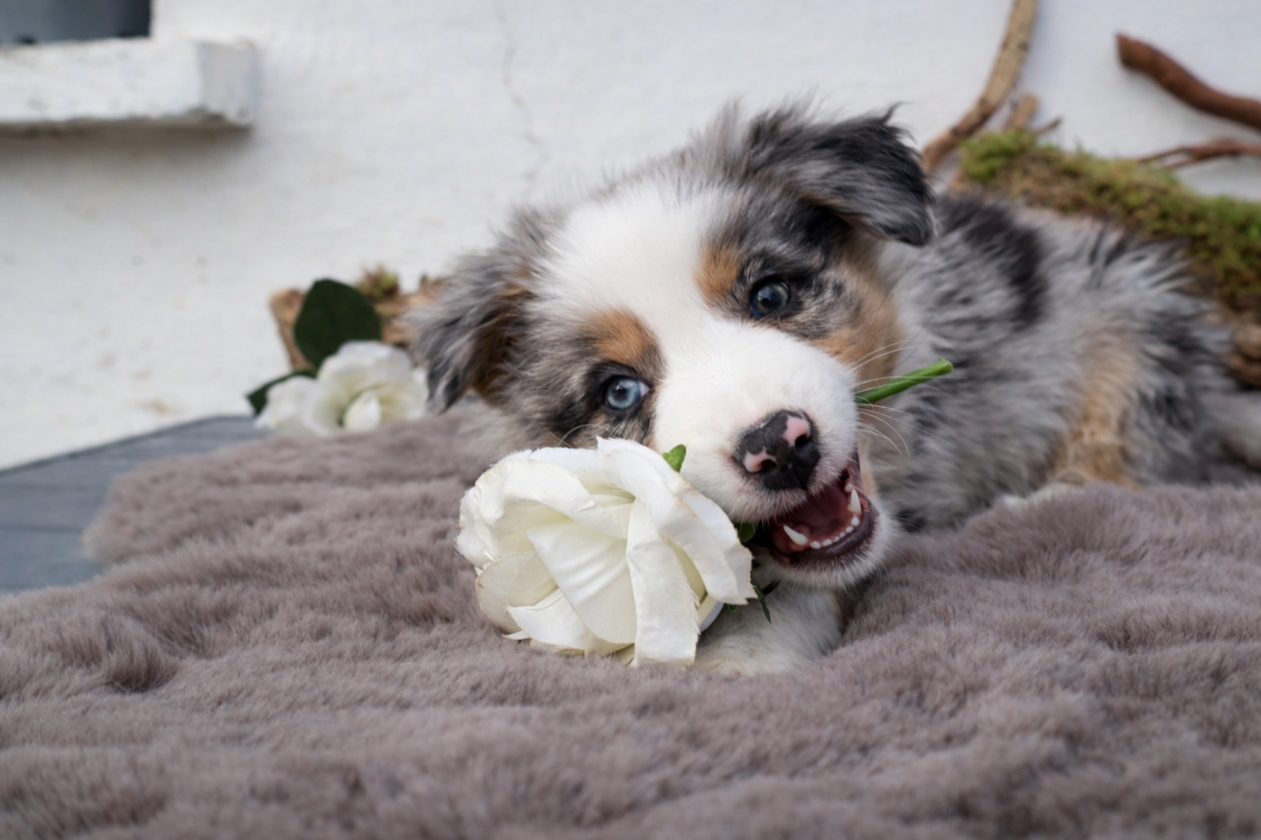 des Glaciers de Cristal - Chiots disponibles - Berger Australien