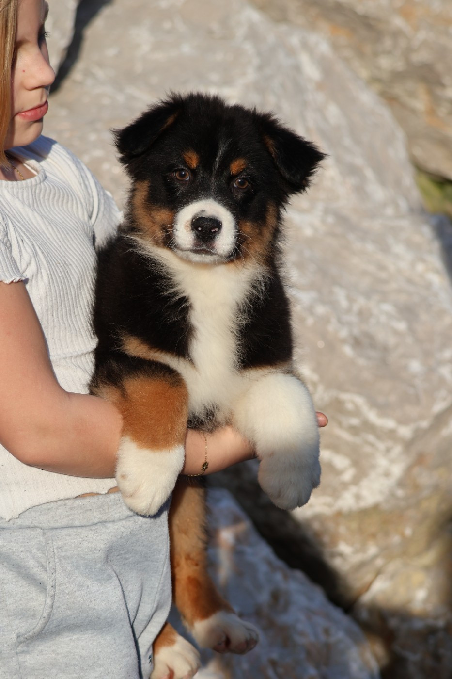 des Glaciers de Cristal - Chiots disponibles - Berger Australien