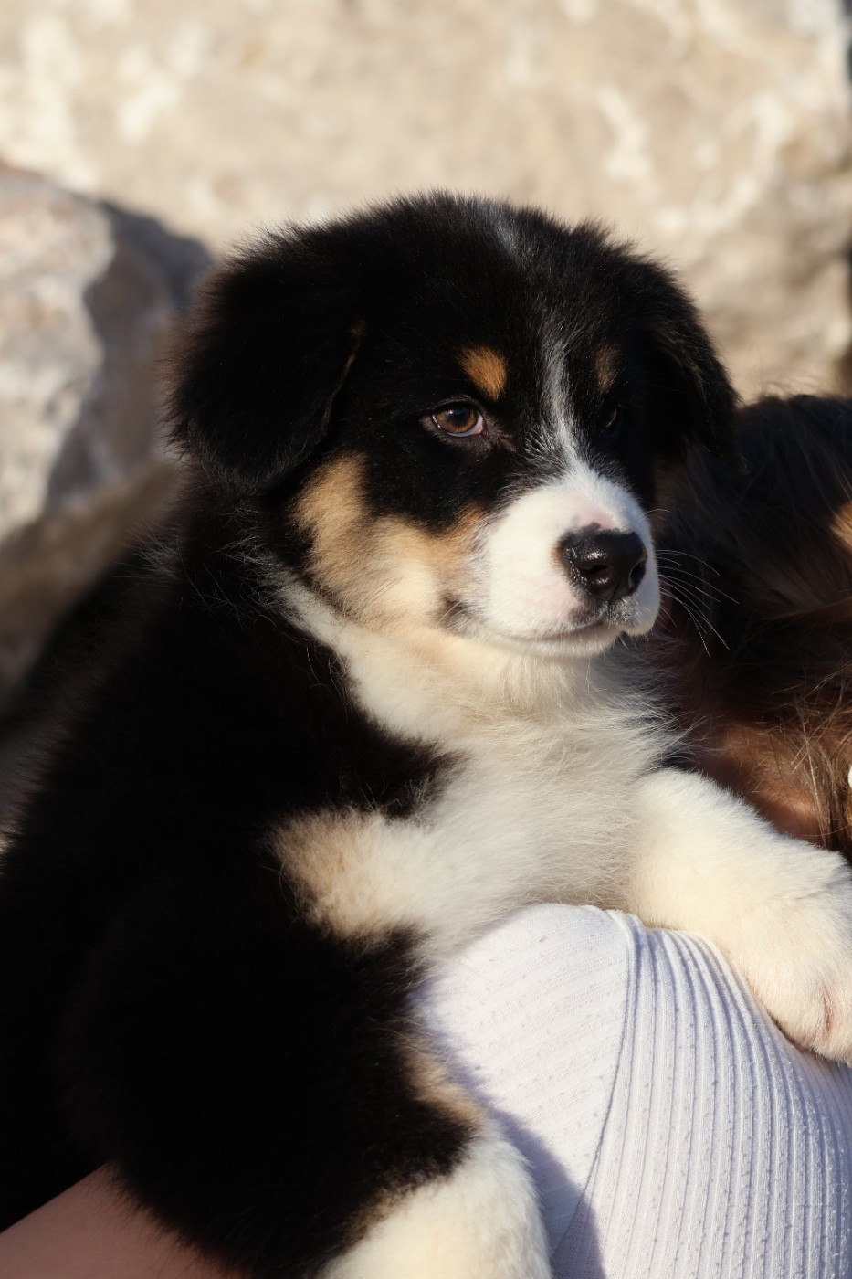 des Glaciers de Cristal - Chiots disponibles - Berger Australien