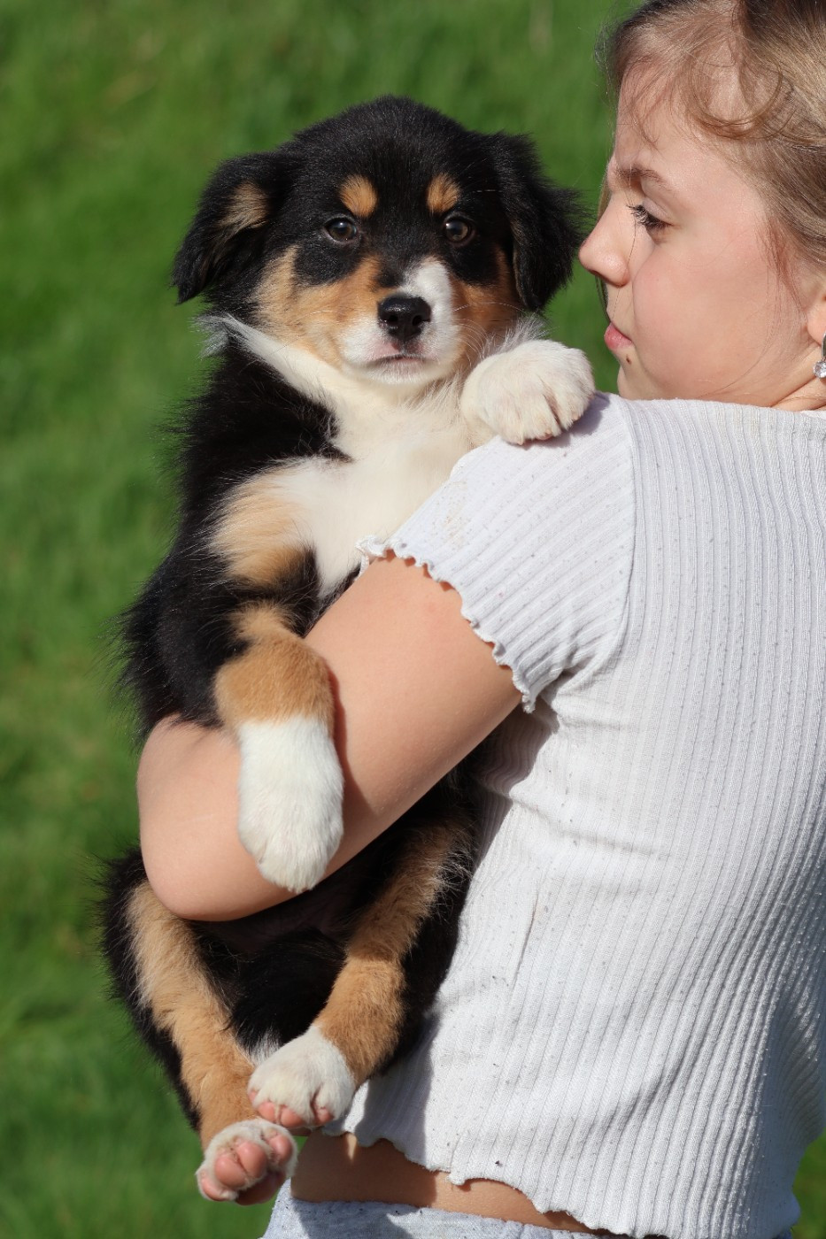 des Glaciers de Cristal - Chiots disponibles - Berger Australien