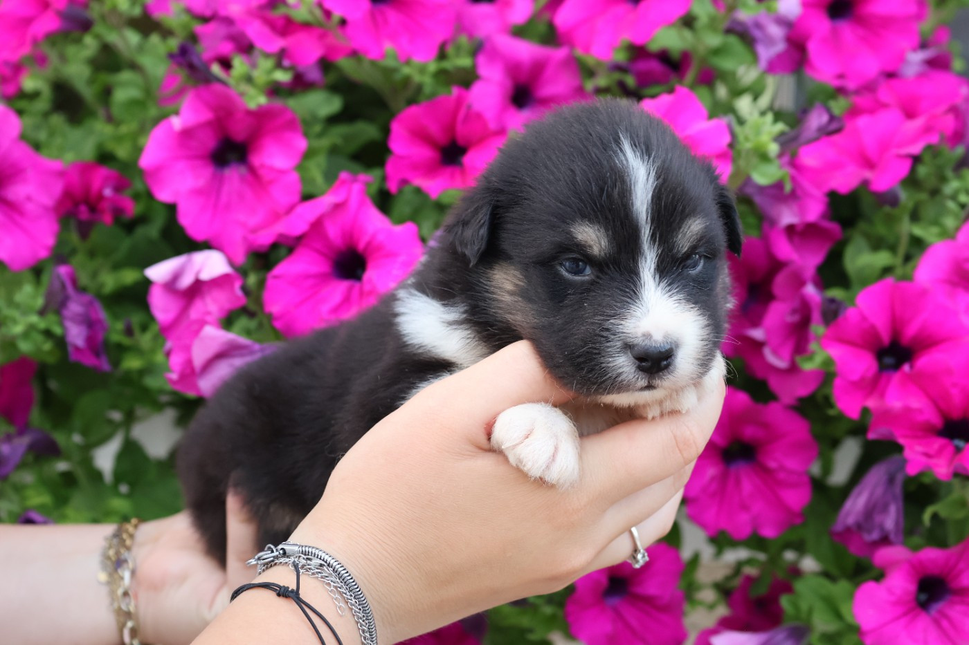 des Glaciers de Cristal - Chiots disponibles - Berger Australien