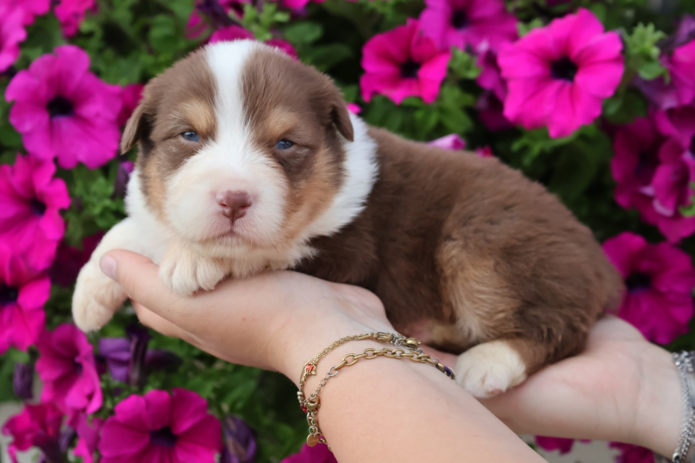 des Glaciers de Cristal - Chiots disponibles - Berger Australien