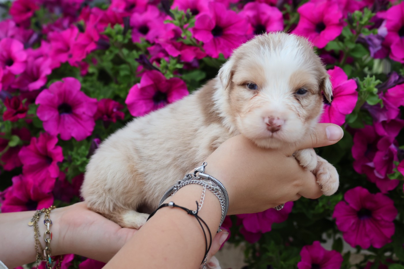 des Glaciers de Cristal - Chiots disponibles - Berger Australien