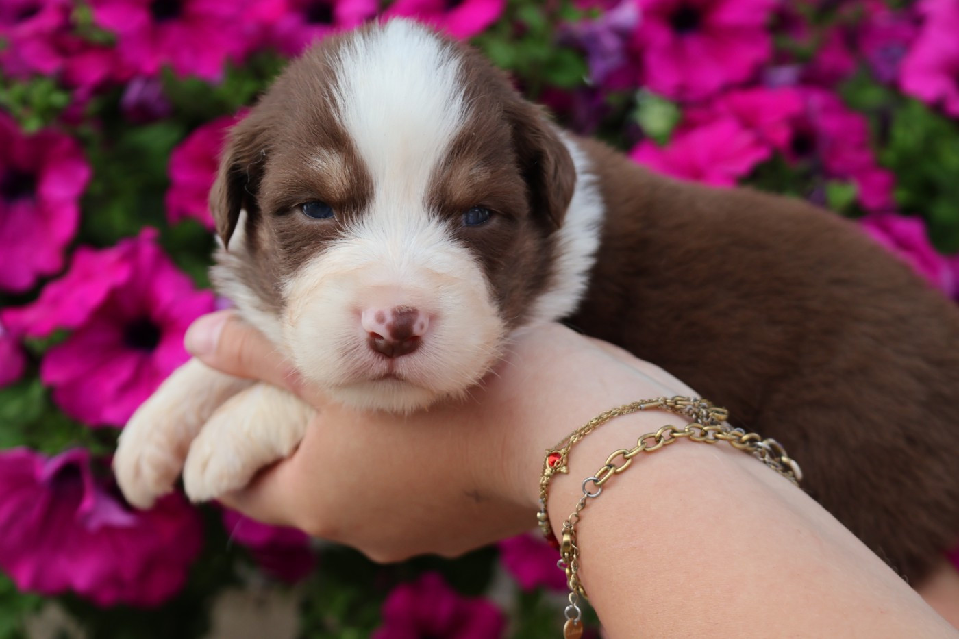 des Glaciers de Cristal - Chiots disponibles - Berger Australien