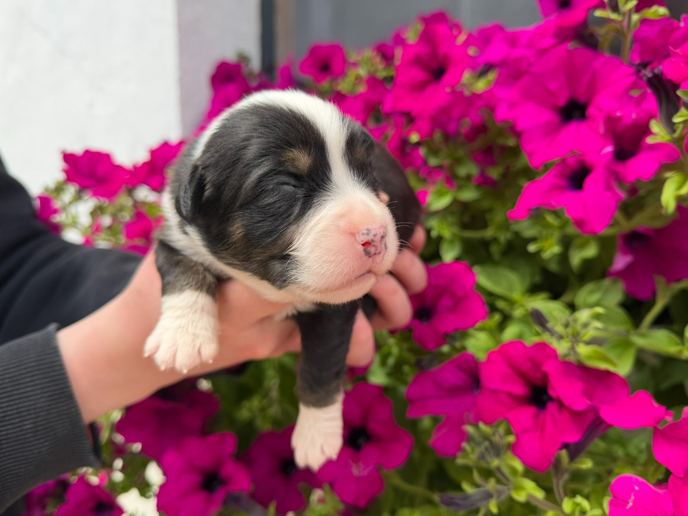 des Glaciers de Cristal - Chiots disponibles - Berger Australien