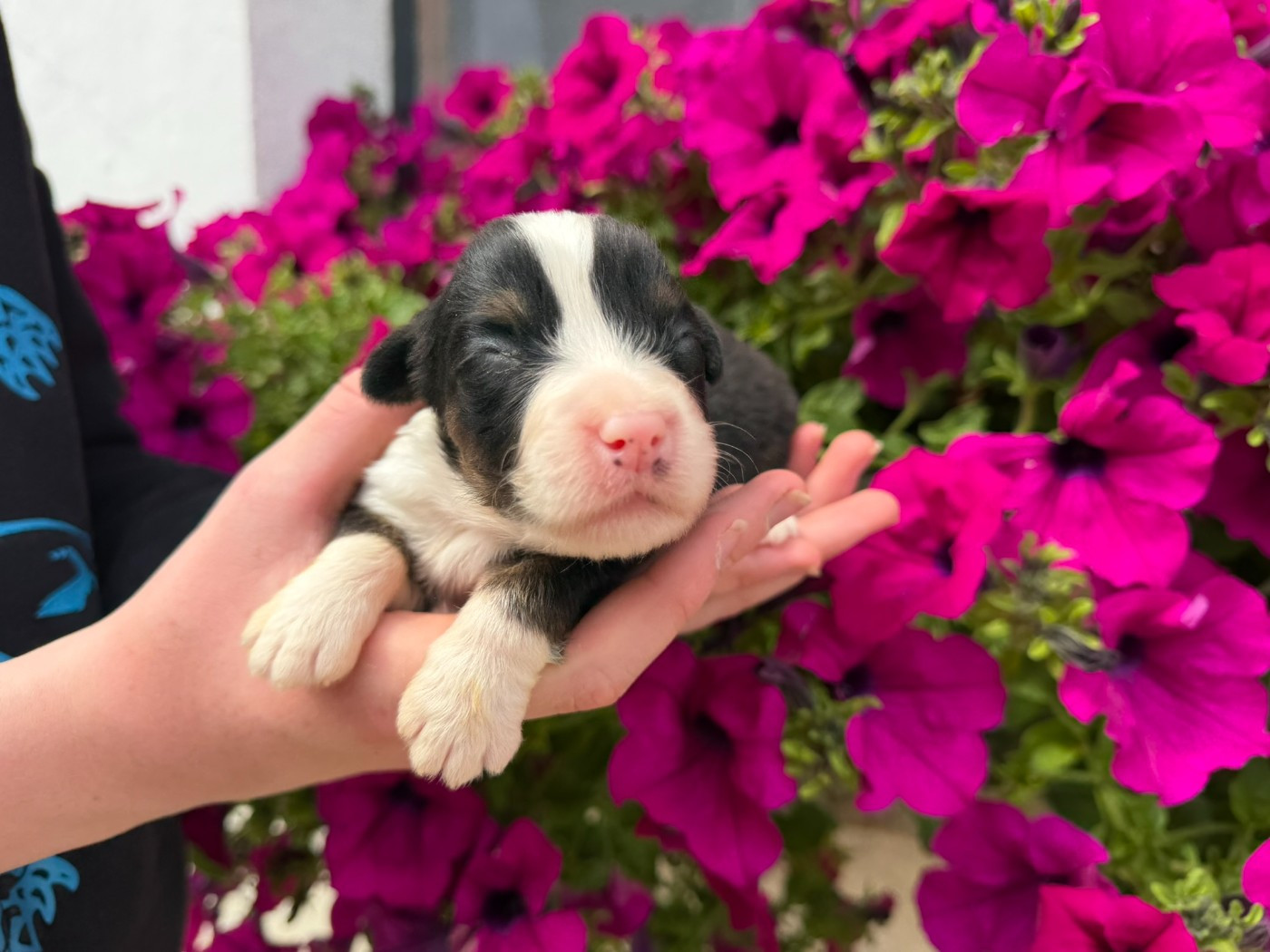 des Glaciers de Cristal - Chiots disponibles - Berger Australien