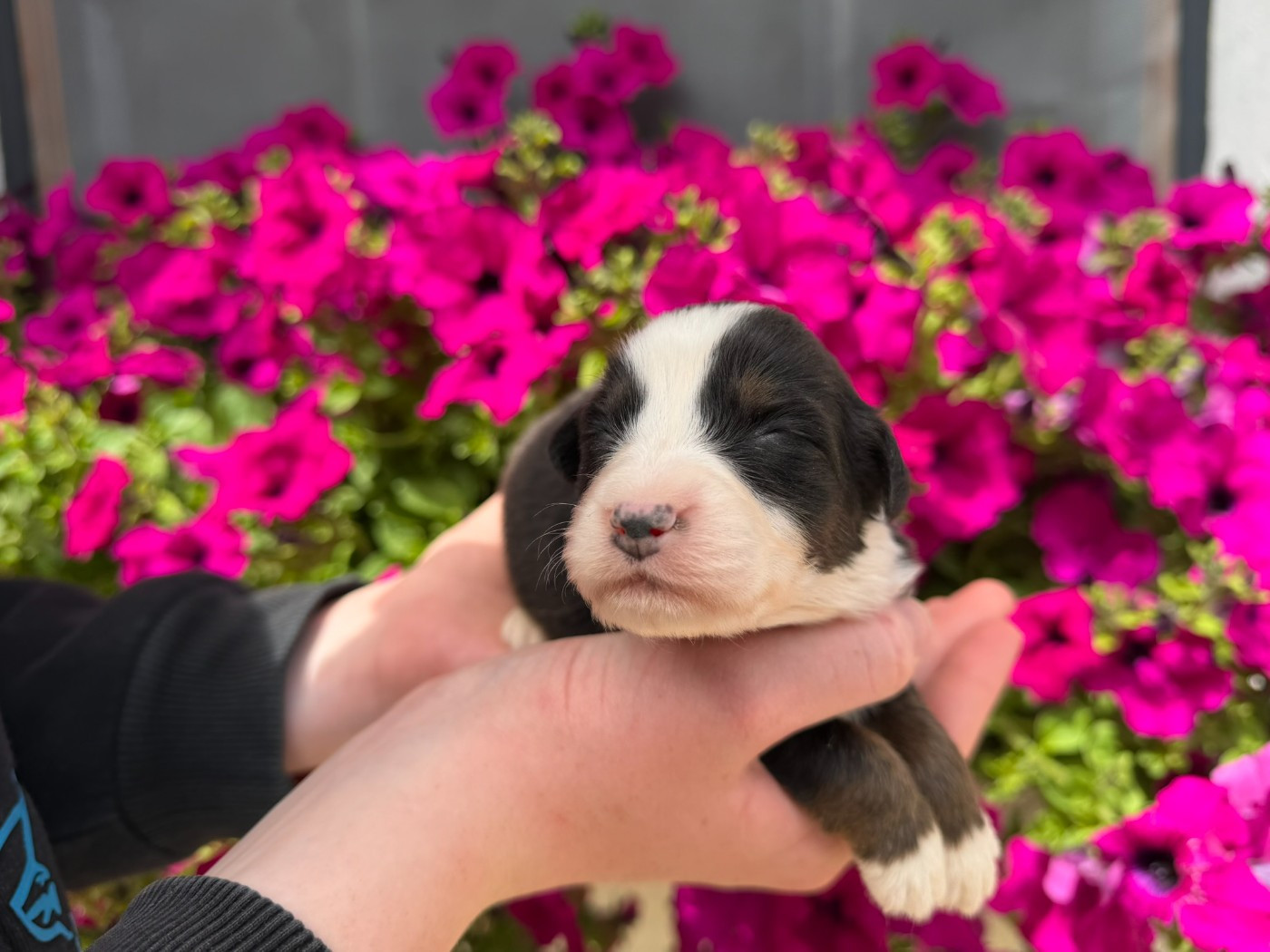 des Glaciers de Cristal - Chiots disponibles - Berger Australien