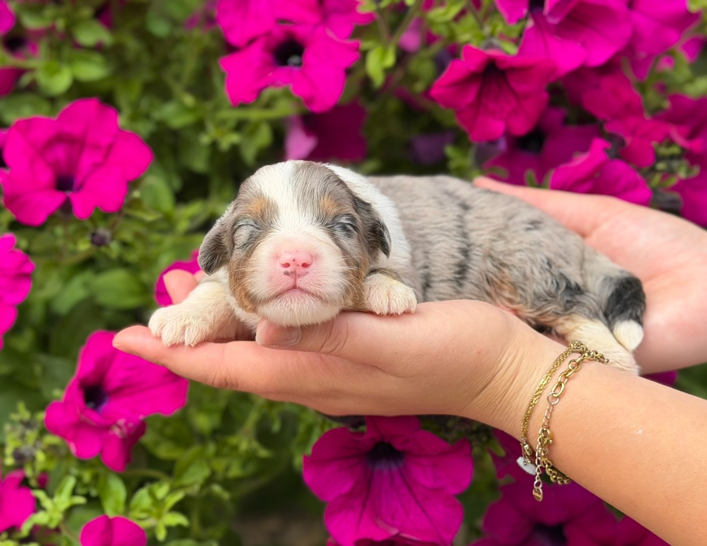 des Glaciers de Cristal - Chiots disponibles - Berger Australien