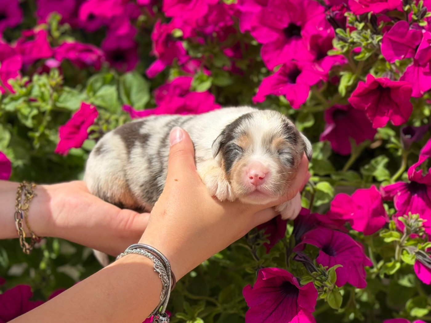 des Glaciers de Cristal - Chiots disponibles - Berger Australien