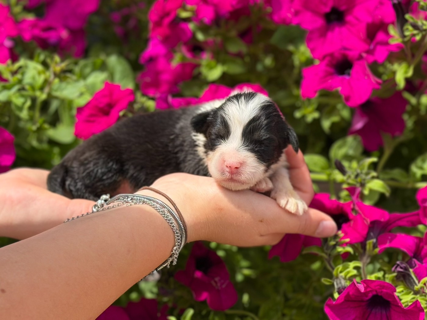 des Glaciers de Cristal - Chiots disponibles - Berger Australien