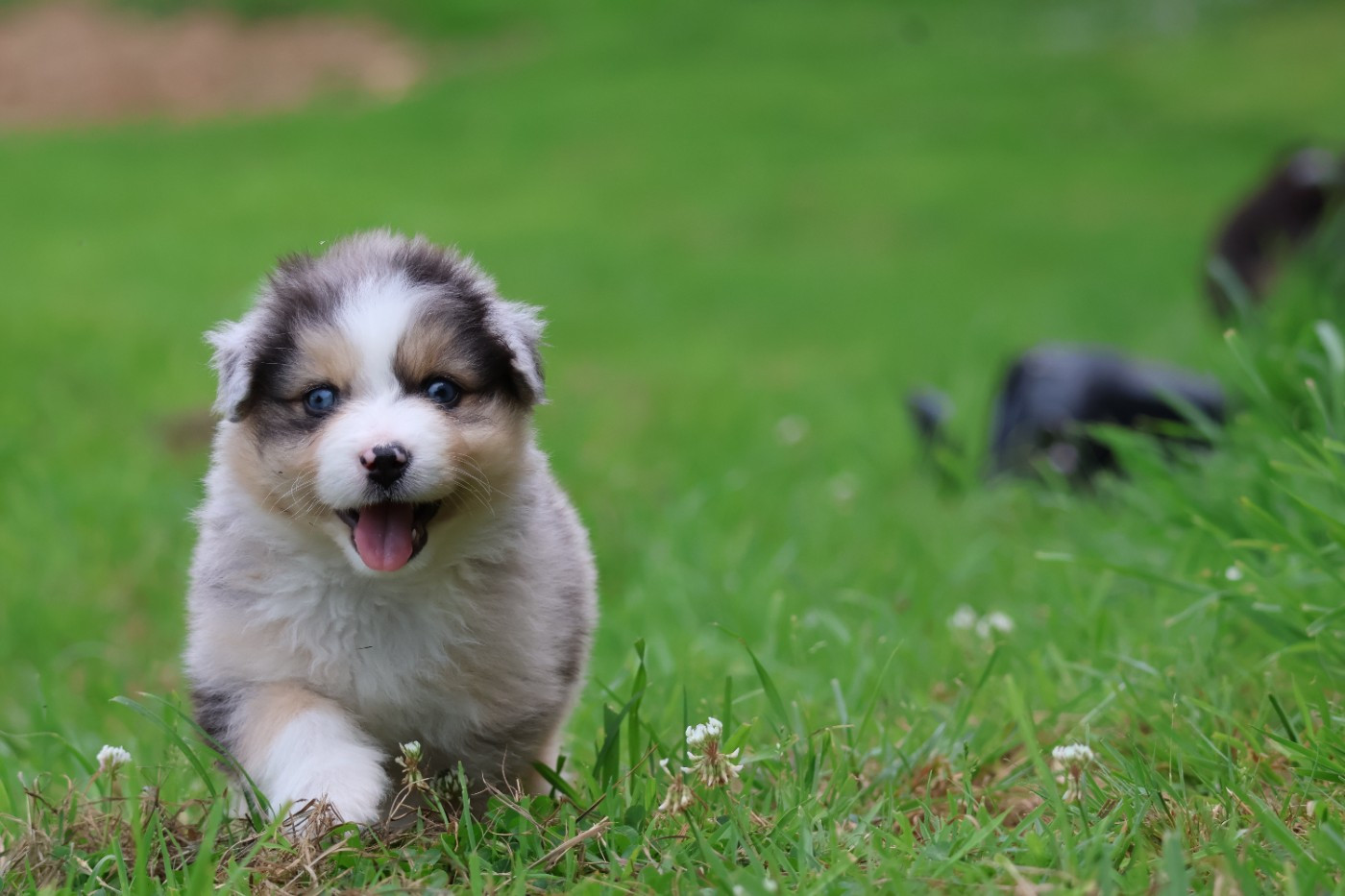 des Glaciers de Cristal - Chiots disponibles - Berger Australien