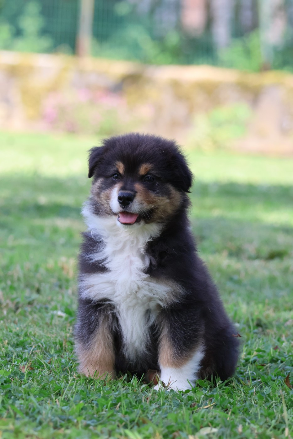 des Glaciers de Cristal - Chiots disponibles - Berger Australien