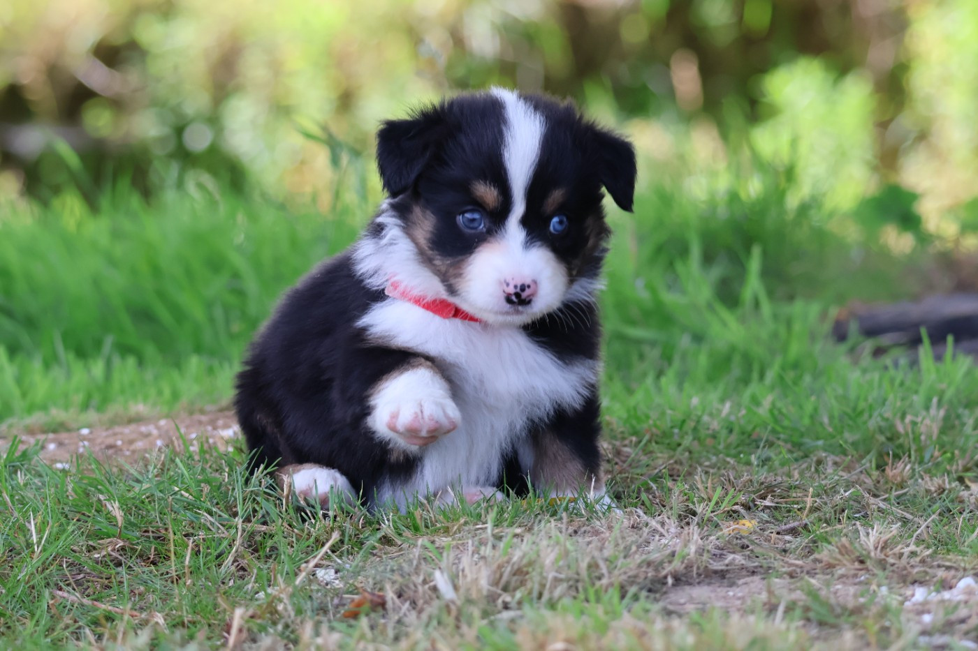 des Glaciers de Cristal - Chiots disponibles - Berger Australien
