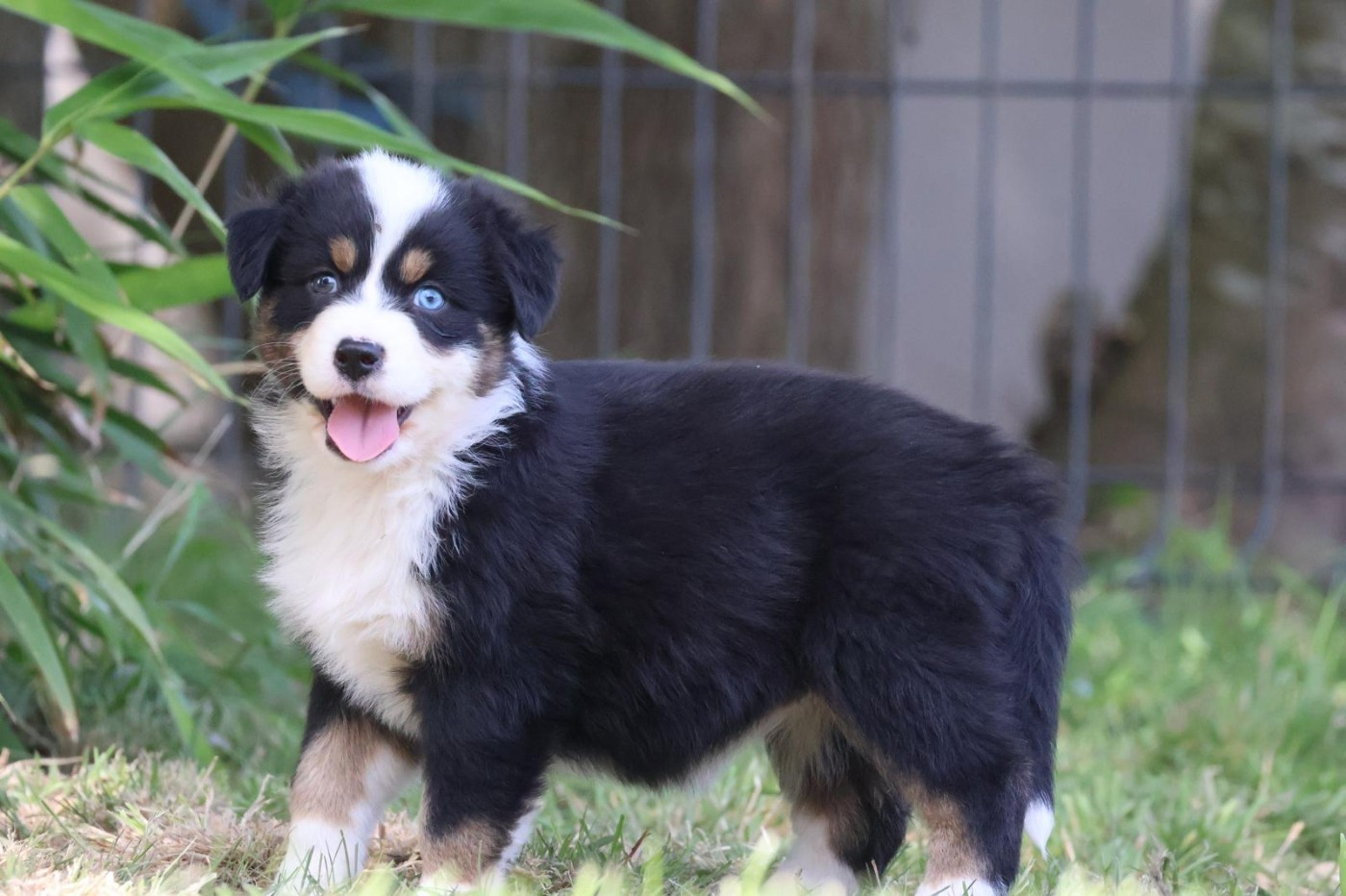 des Glaciers de Cristal - Chiots disponibles - Berger Australien