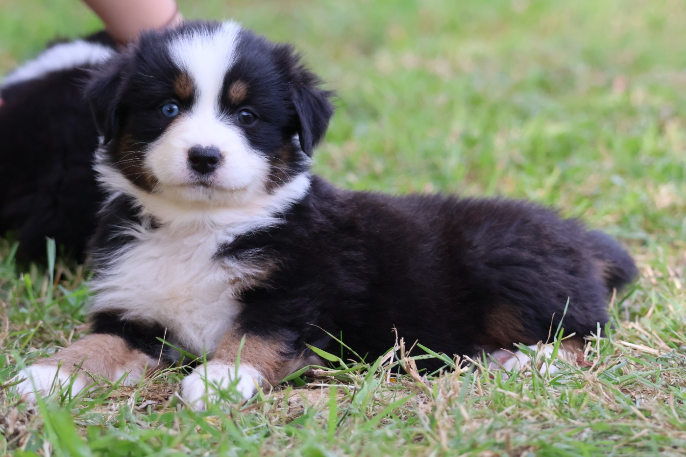 des Glaciers de Cristal - Chiots disponibles - Berger Australien