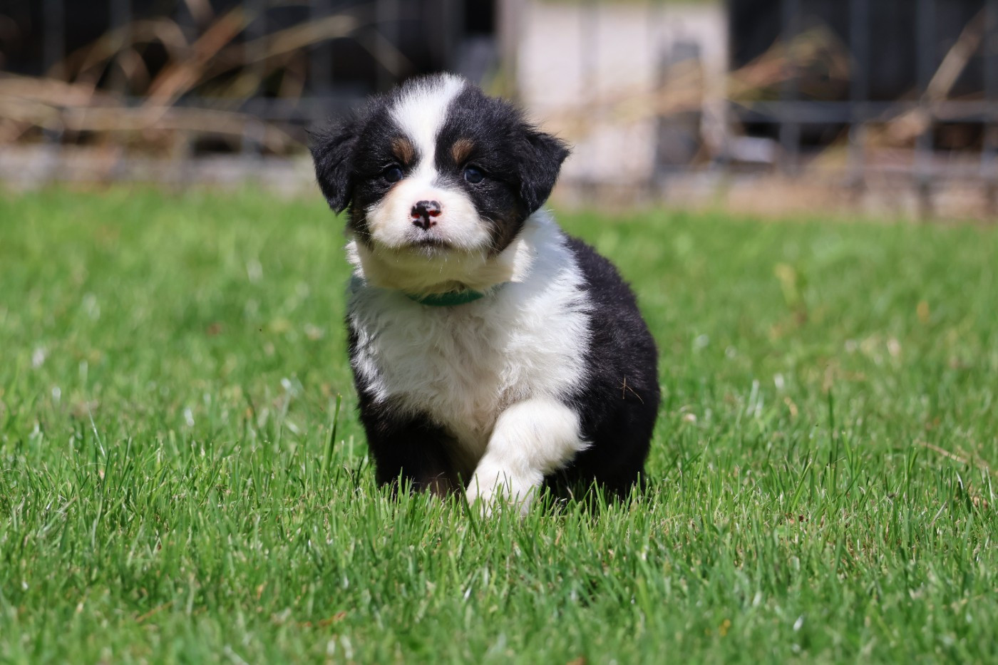 des Glaciers de Cristal - Chiots disponibles - Berger Australien