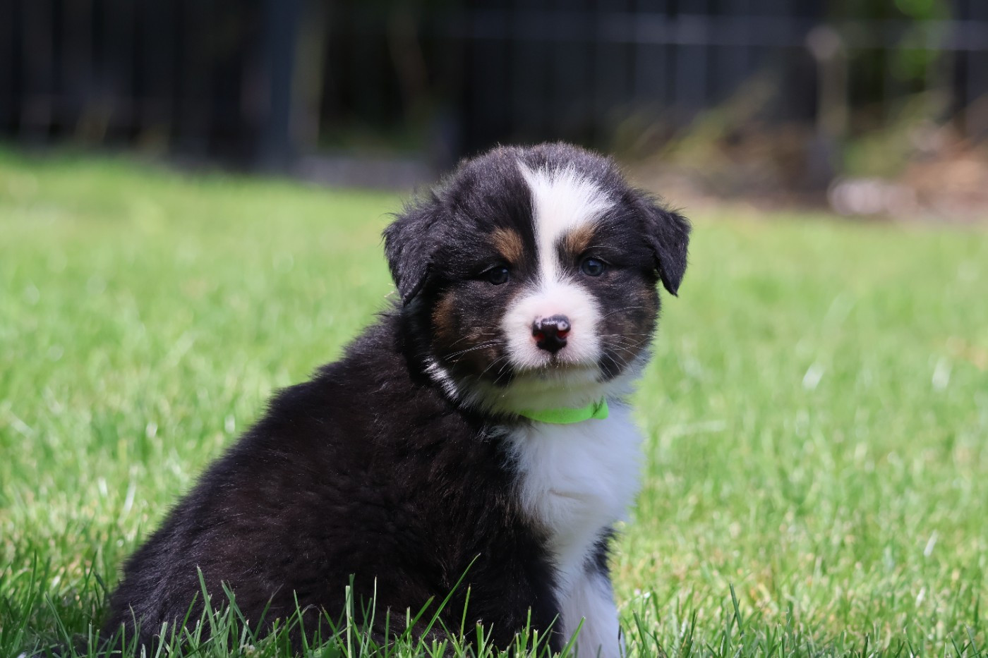 des Glaciers de Cristal - Chiots disponibles - Berger Australien