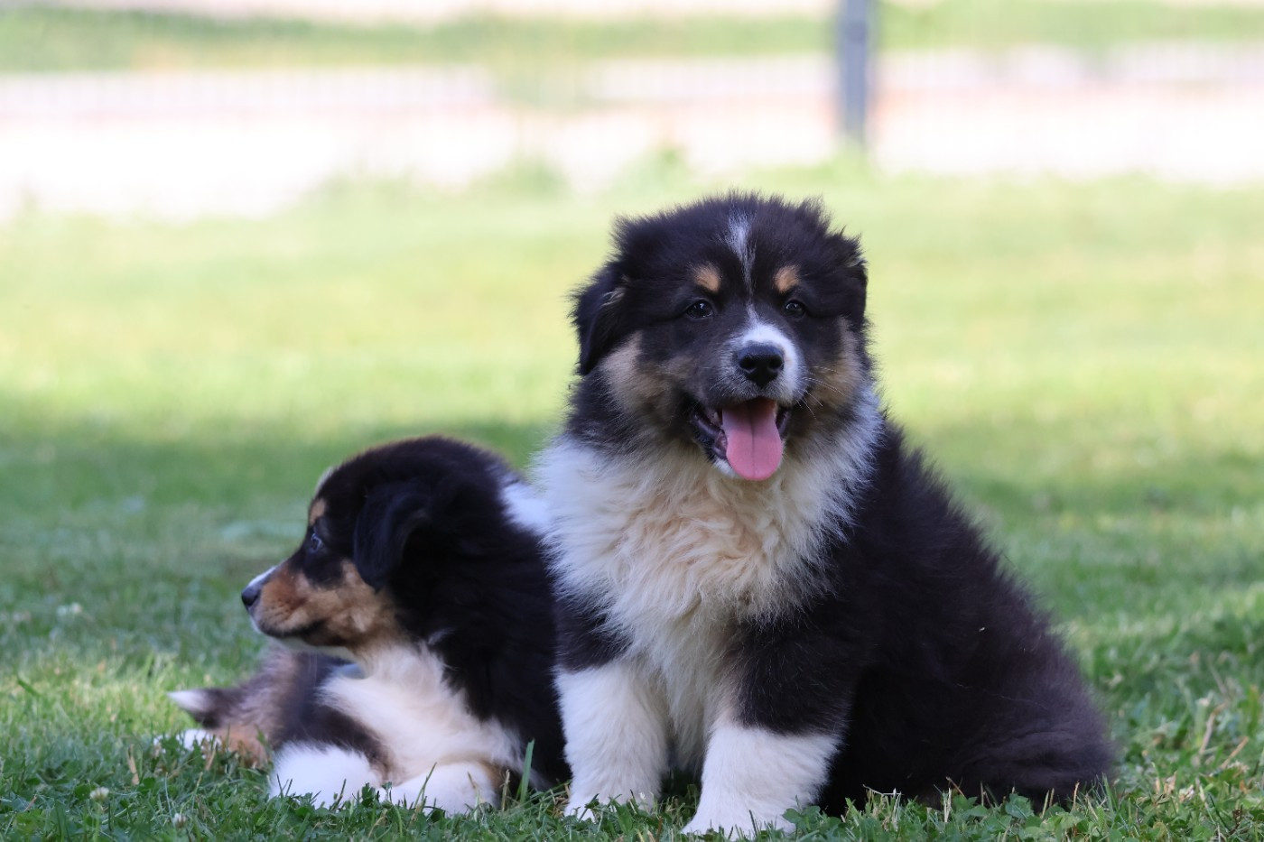 des Glaciers de Cristal - Chiots disponibles - Berger Australien