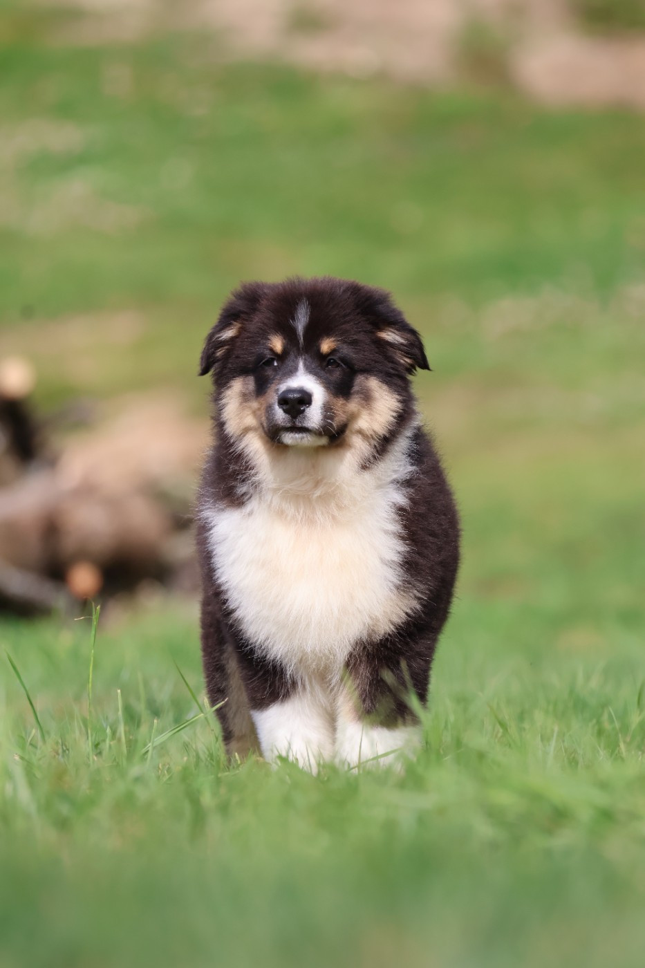 des Glaciers de Cristal - Chiots disponibles - Berger Australien