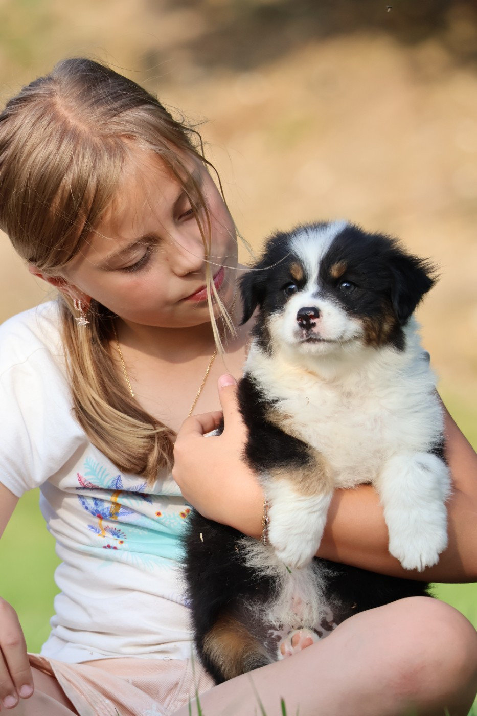 des Glaciers de Cristal - Chiots disponibles - Berger Australien