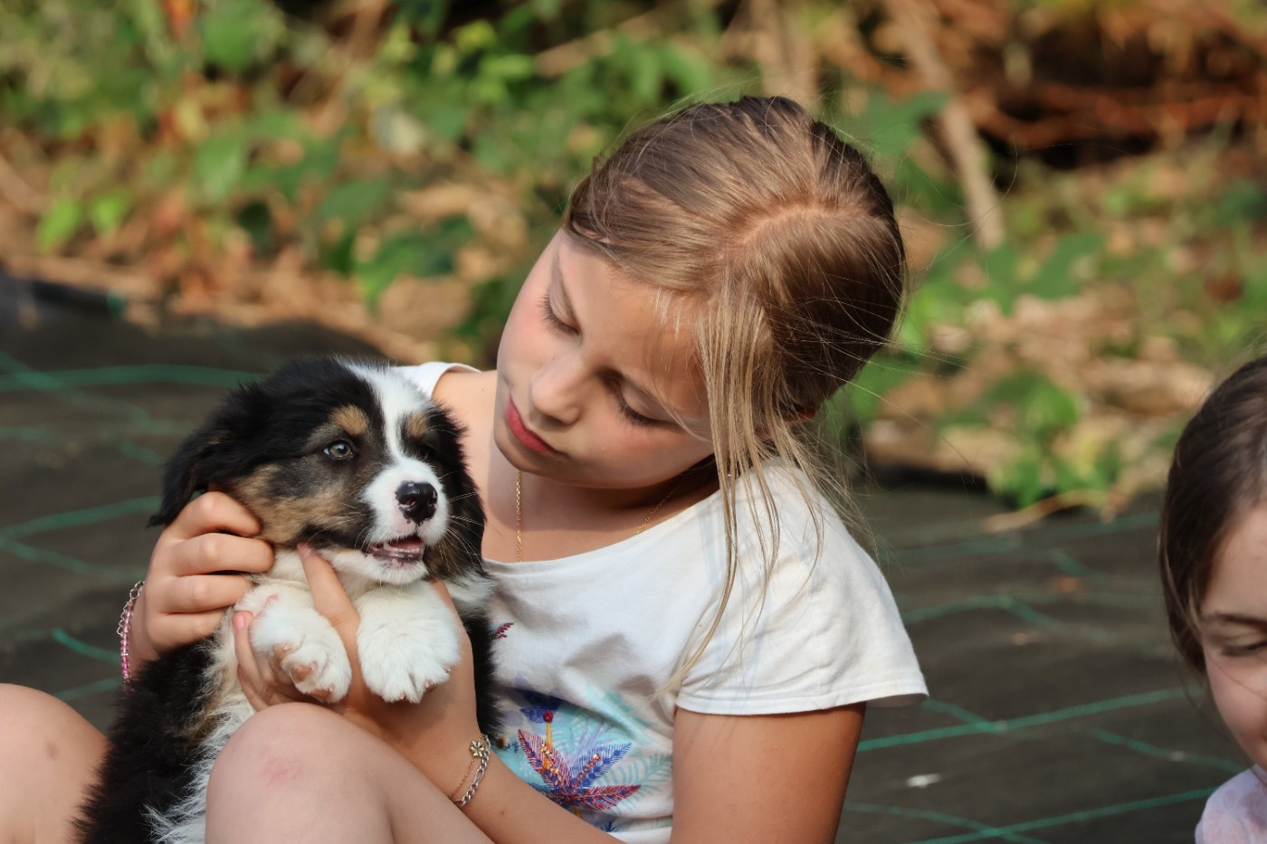 des Glaciers de Cristal - Chiots disponibles - Berger Australien