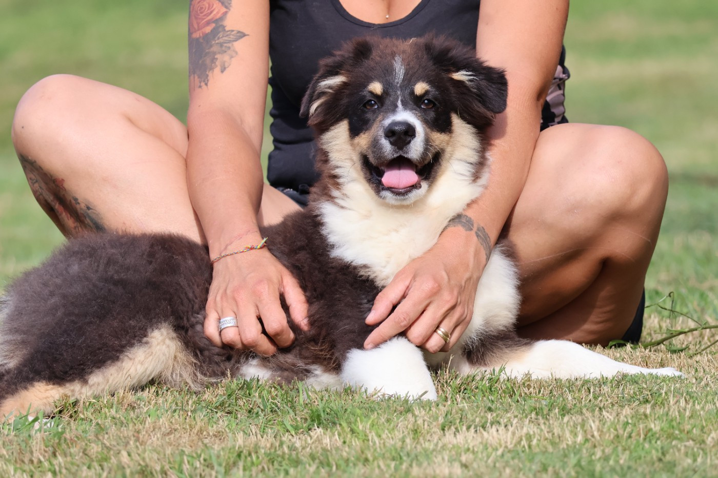 des Glaciers de Cristal - Chiots disponibles - Berger Australien