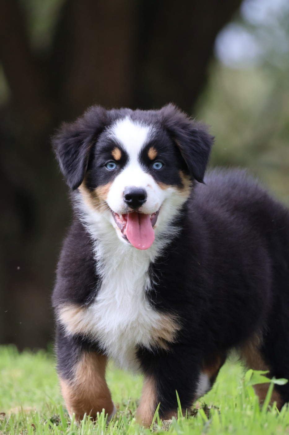 des Glaciers de Cristal - Chiots disponibles - Berger Australien