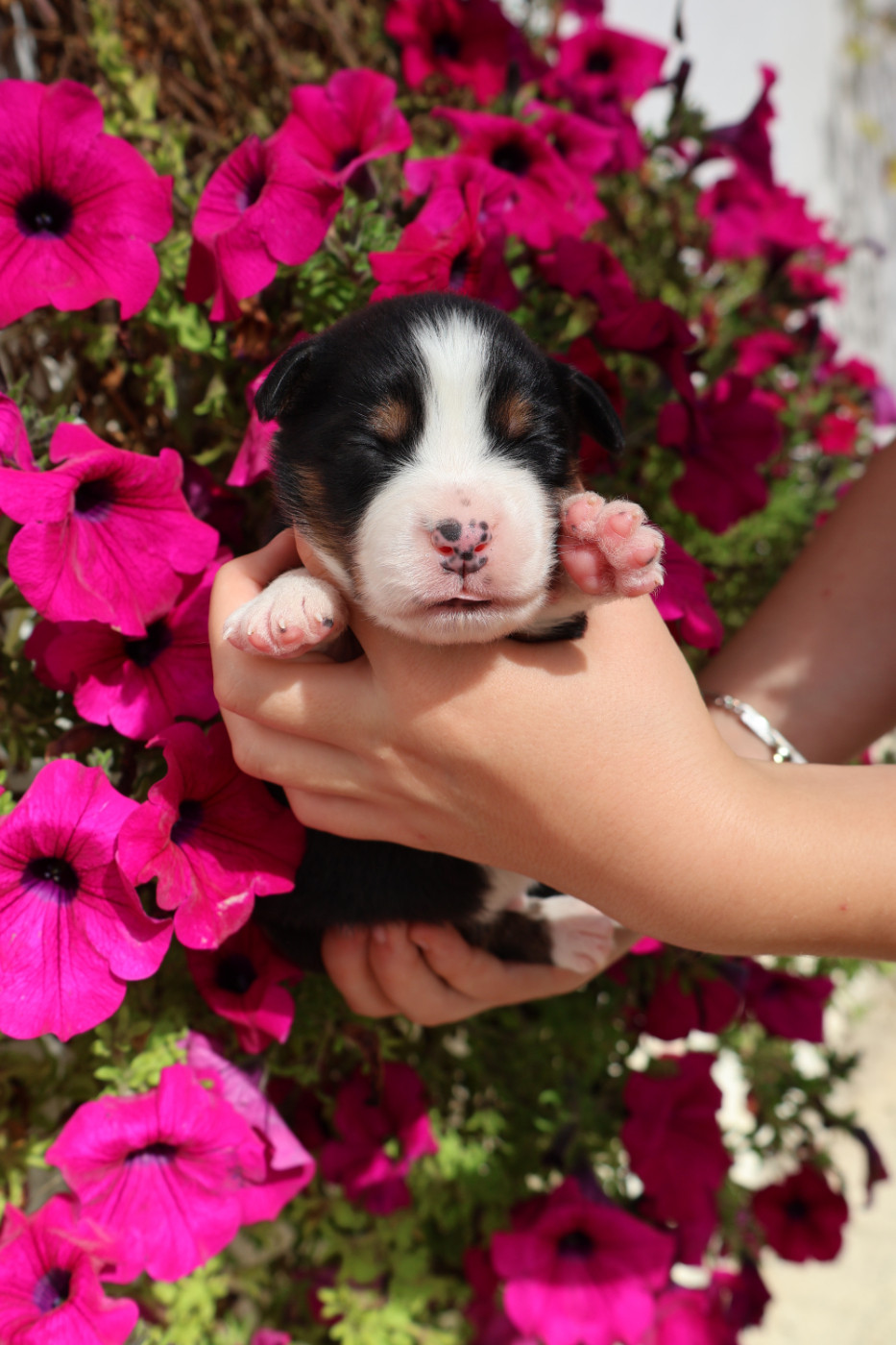 des Glaciers de Cristal - Chiots disponibles - Berger Australien