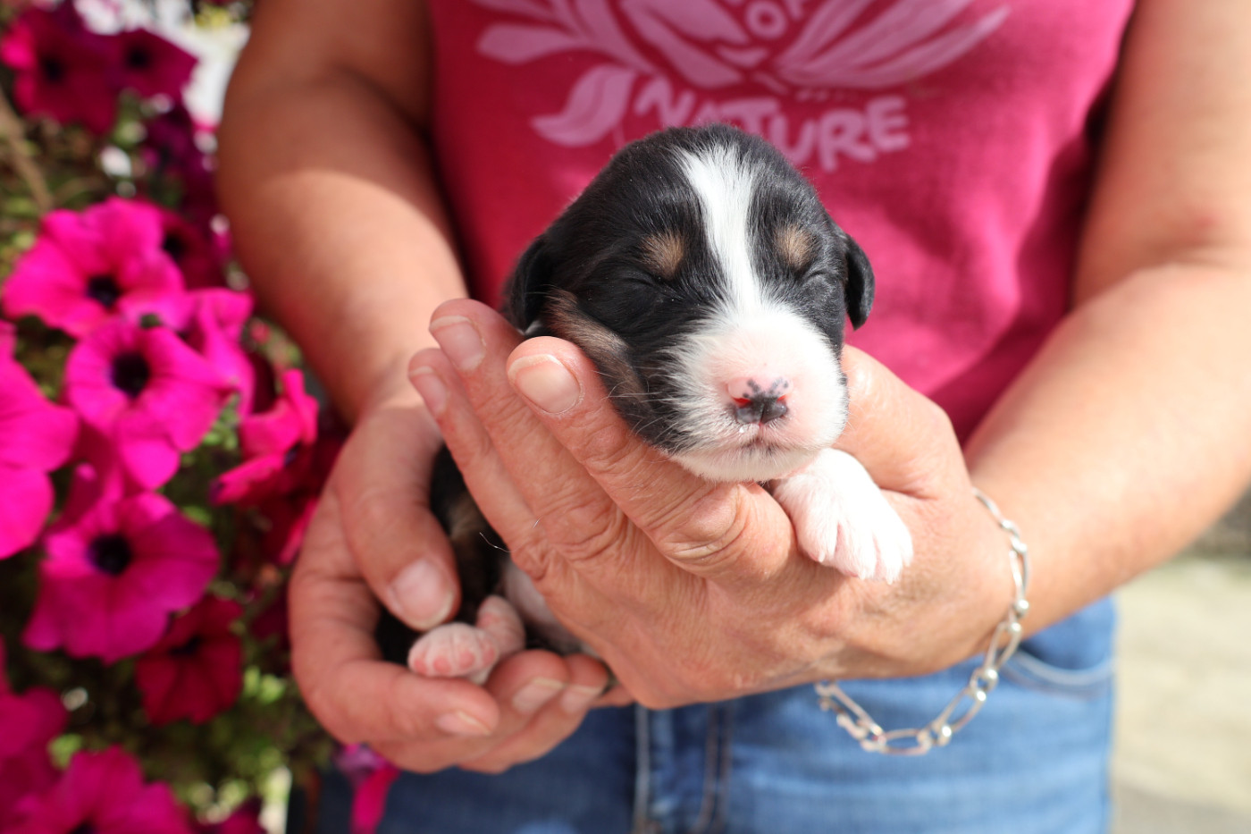des Glaciers de Cristal - Chiots disponibles - Berger Australien