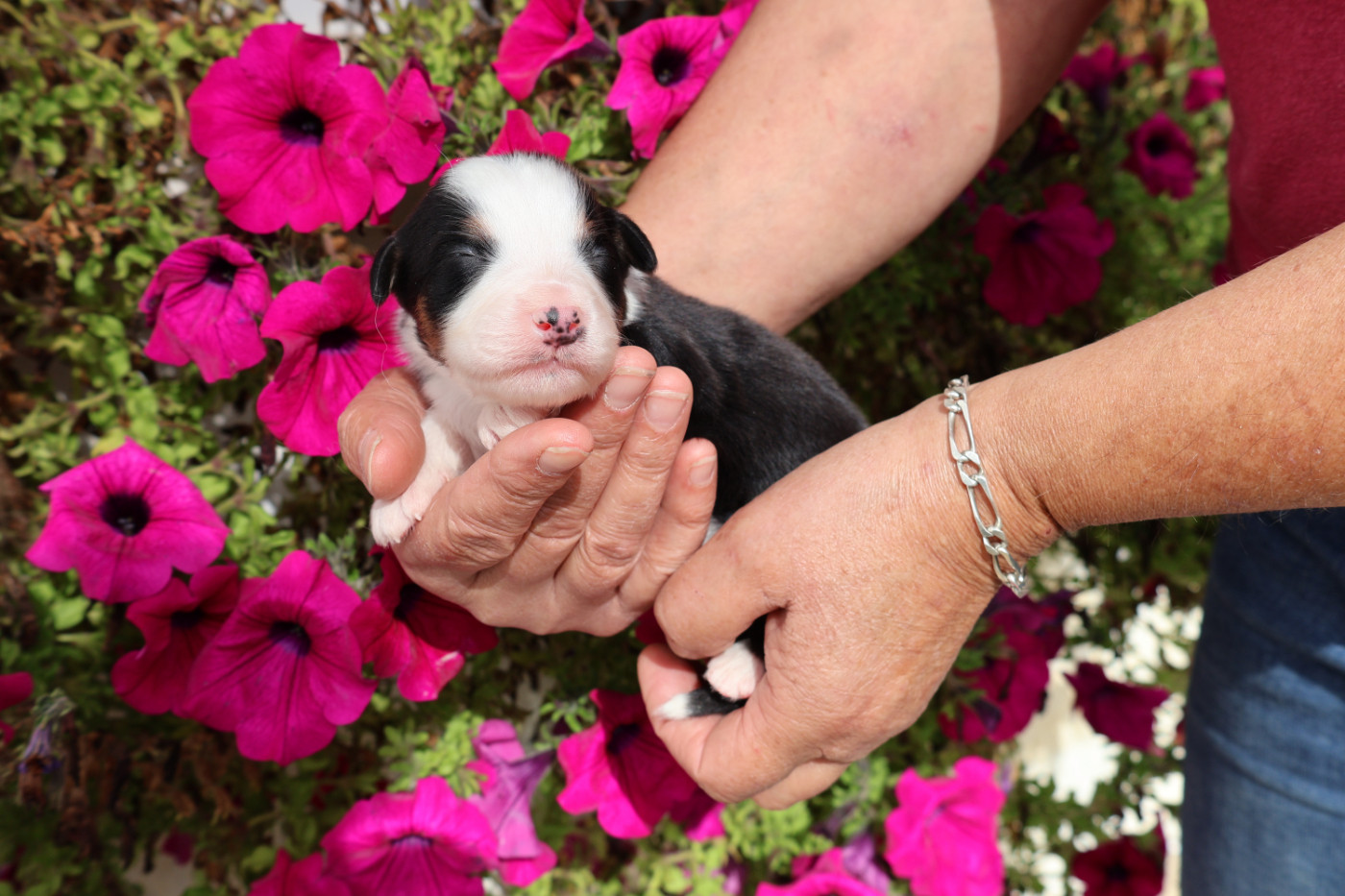 des Glaciers de Cristal - Chiots disponibles - Berger Australien
