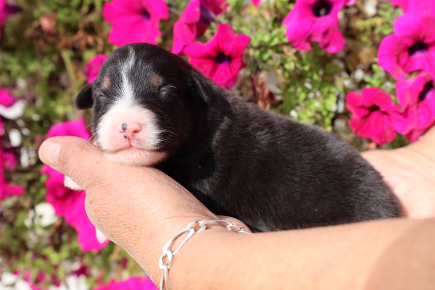 des Glaciers de Cristal - Chiots disponibles - Berger Australien