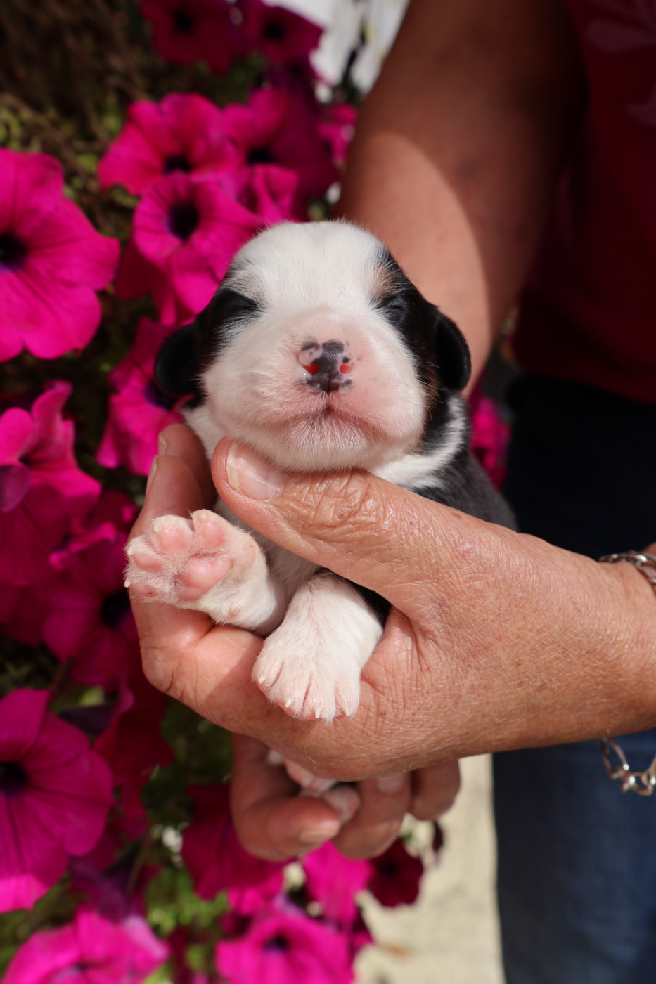 des Glaciers de Cristal - Chiots disponibles - Berger Australien