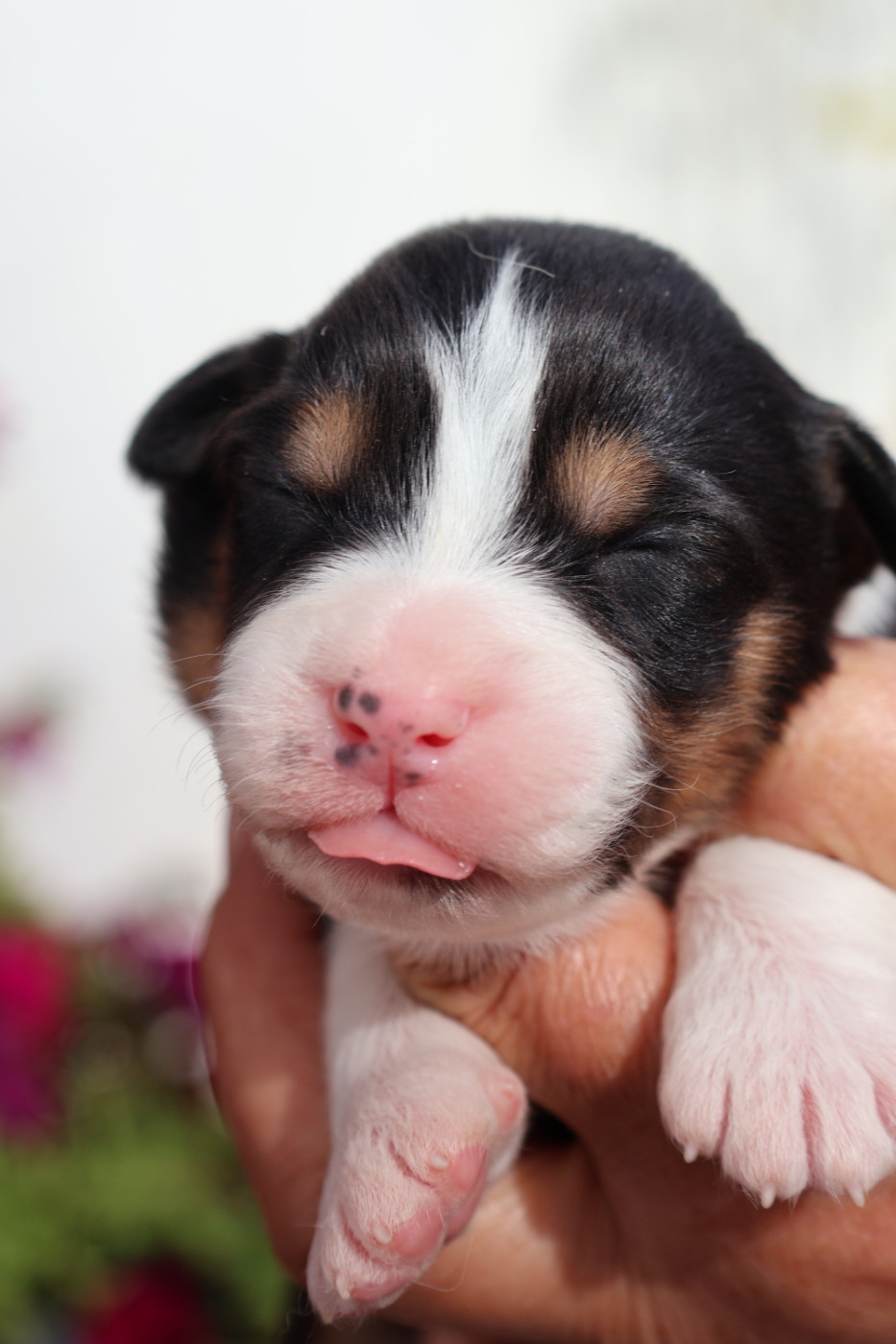 des Glaciers de Cristal - Chiots disponibles - Berger Australien
