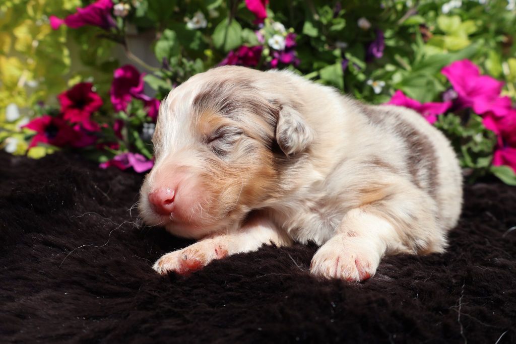 des Glaciers de Cristal - Chiots disponibles - Berger Australien