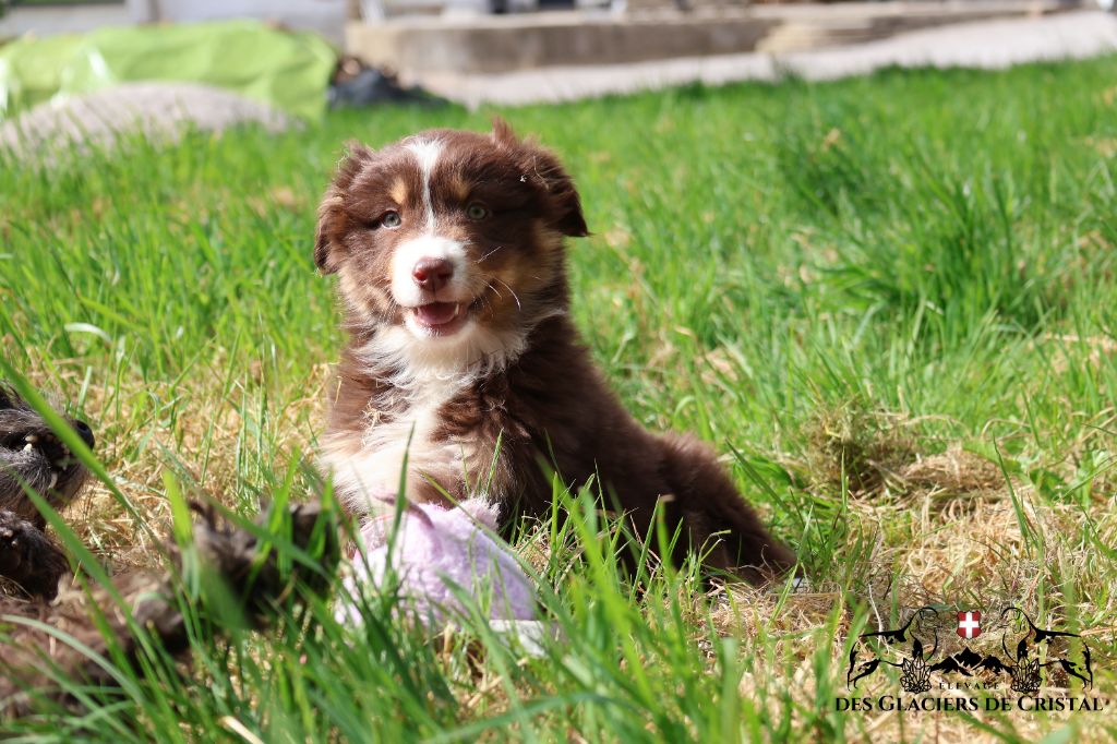 des Glaciers de Cristal - Chiots disponibles - Berger Australien