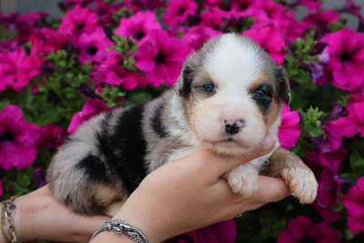 Male Bleu Merle
