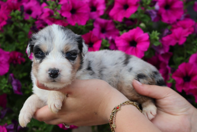 Femelle Bleu Merle